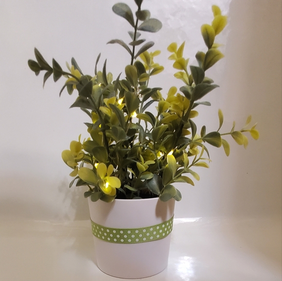 Light Up Plant - Picture 2 of 6